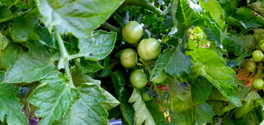 newly grown tomatoes in green foliage