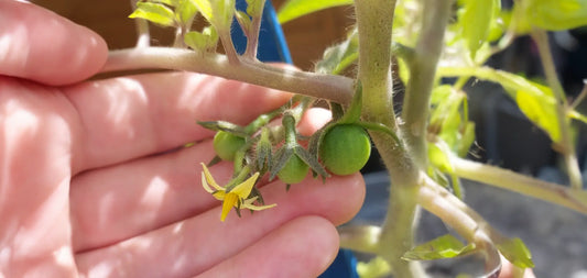 How to Harden Off Tomato Seedlings