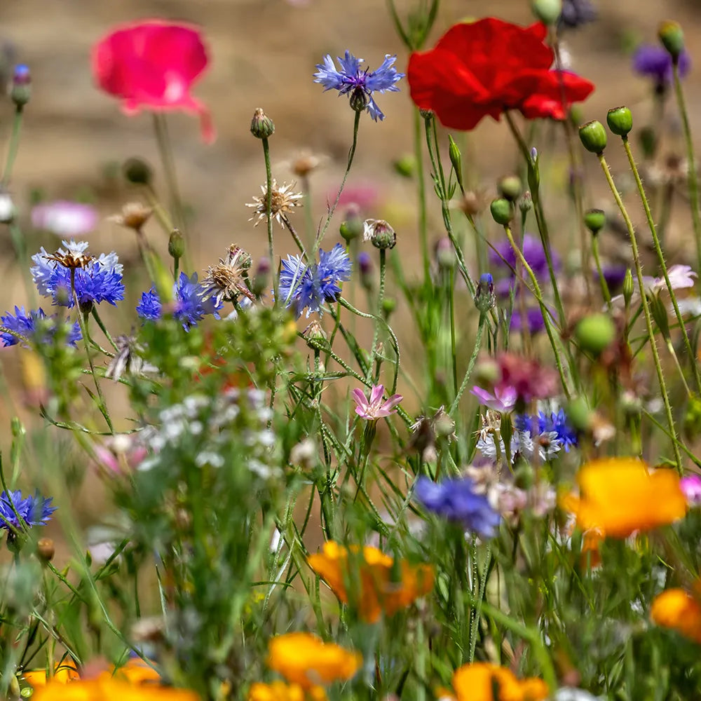 Flower Seeds