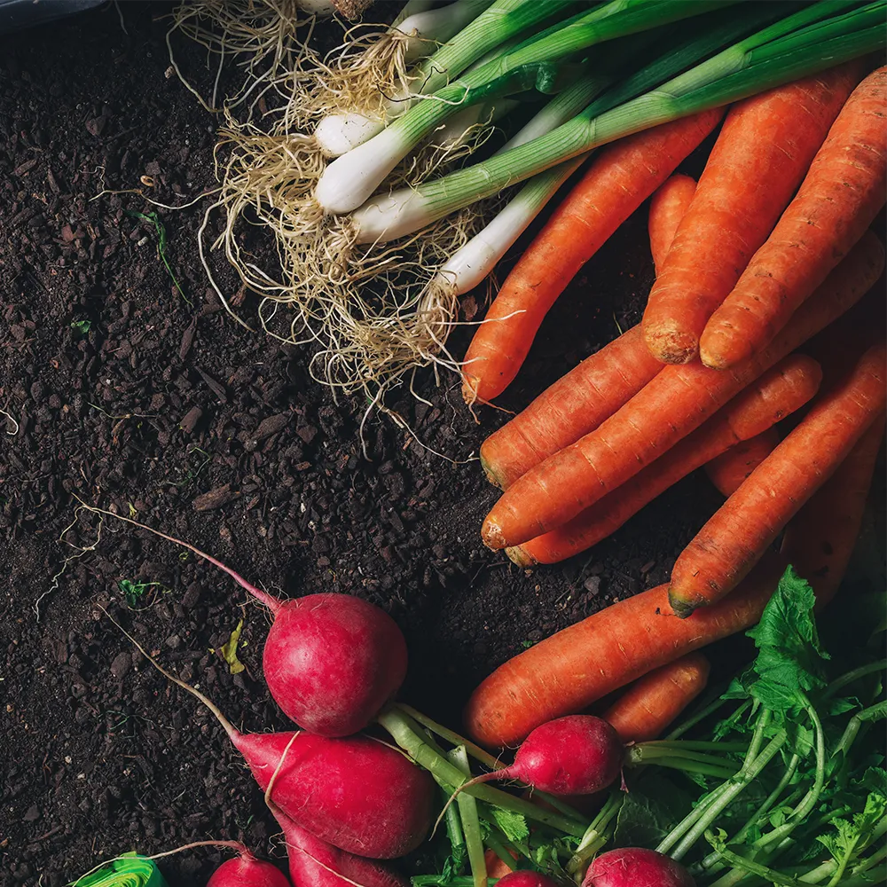 Fruit and Vegetable Seeds