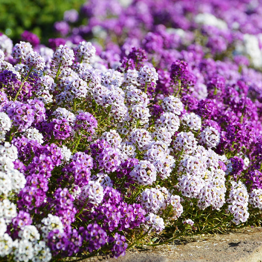 Alyssum Pastel Seed Mix