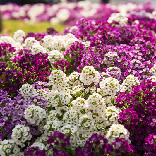 Alyssum Colour Seed Mix