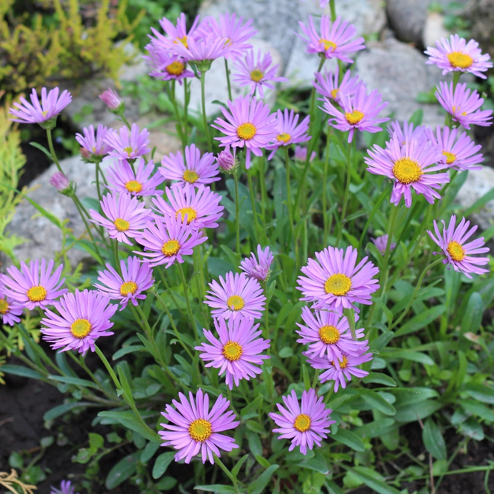 Aster Alpinus Pink Seeds