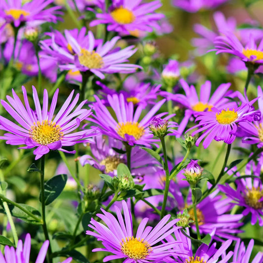 Aster Alpinus Pink