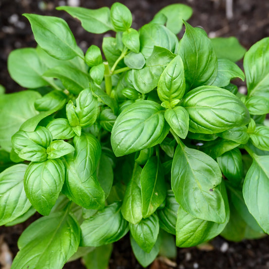 Basil Sweet Genovese Seeds