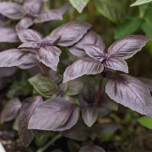 Basil Dark Opal Seeds