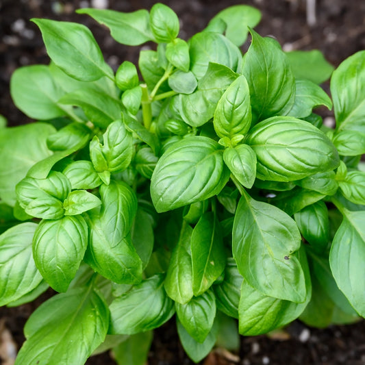 Basil Sweet Seeds