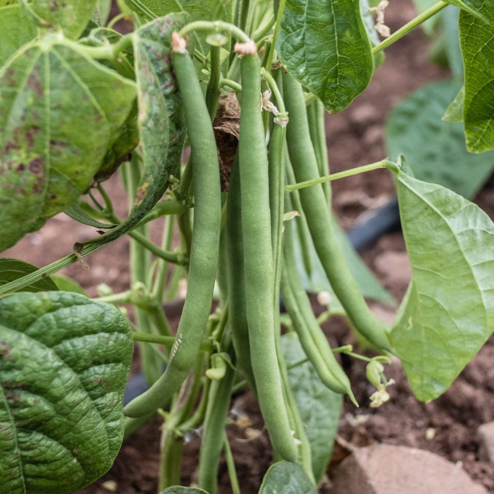 Dwarf Bean Tendergreen Seeds