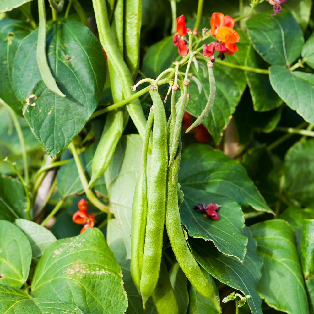 Runner Bean Scarlet Emperor Seeds