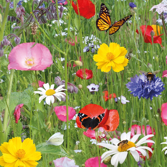 Butterfly Rainbow Garden Seeds