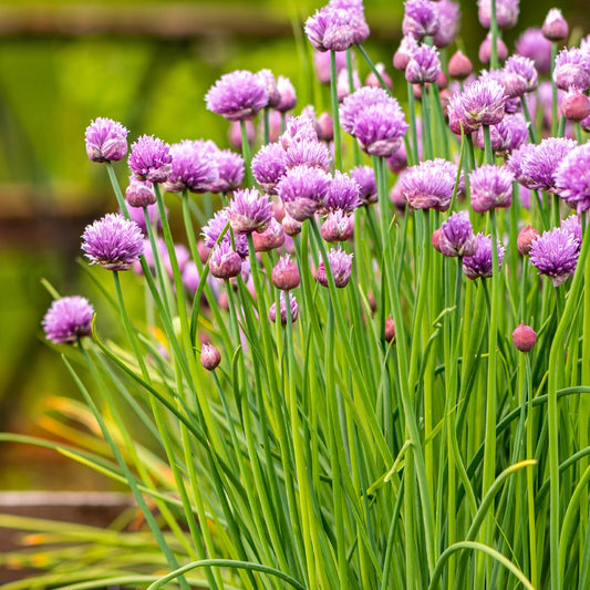 Garden Chives Seeds