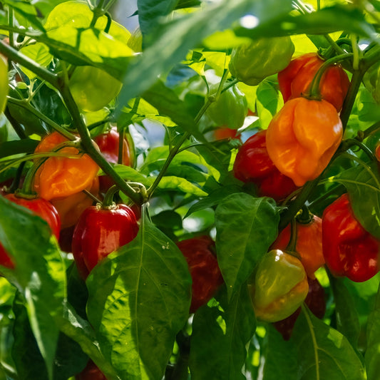 Chilli Habanero Seeds