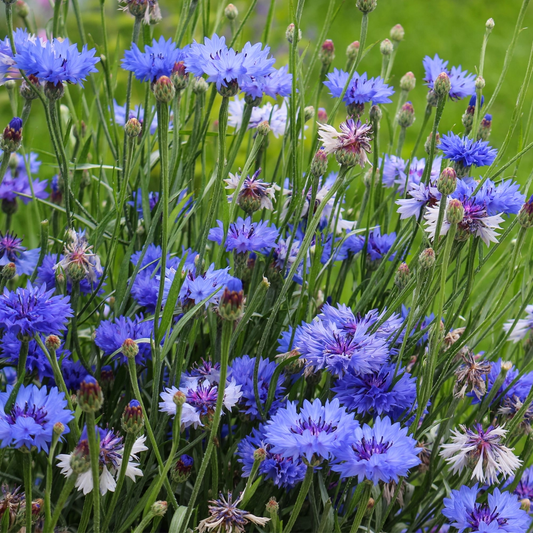 Cornflower Jubilee Gem Seeds