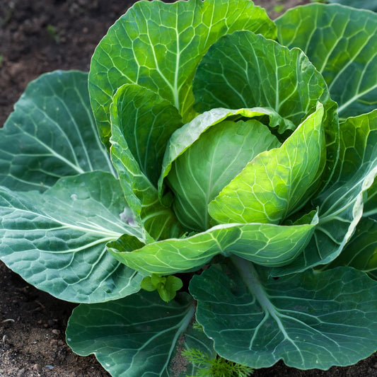 Cabbage Golden Acre Seeds