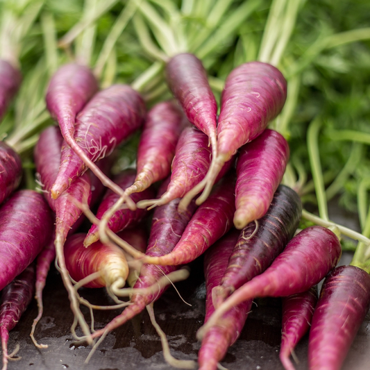 Carrot Purple Haze Seeds