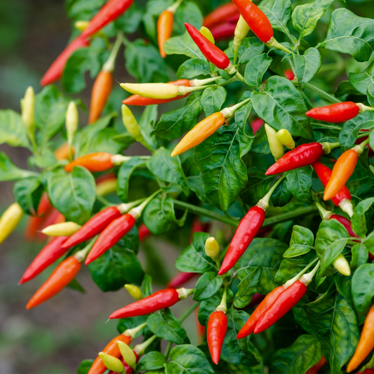 Chilli Birds Eye Chilli Seeds