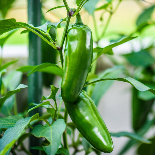 Chilli Jalapeno Seeds