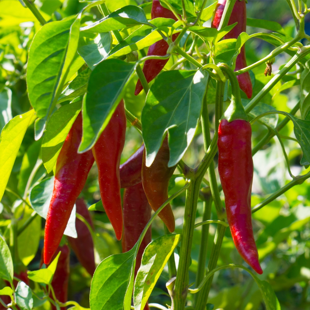 Chilli Anaheim Seeds