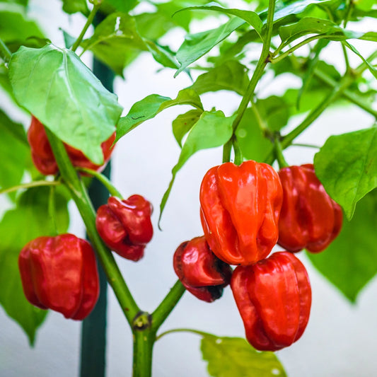 Rouge Habanaro Chilli Seeds