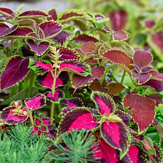 Coleus Rainbow Mixture Seeds