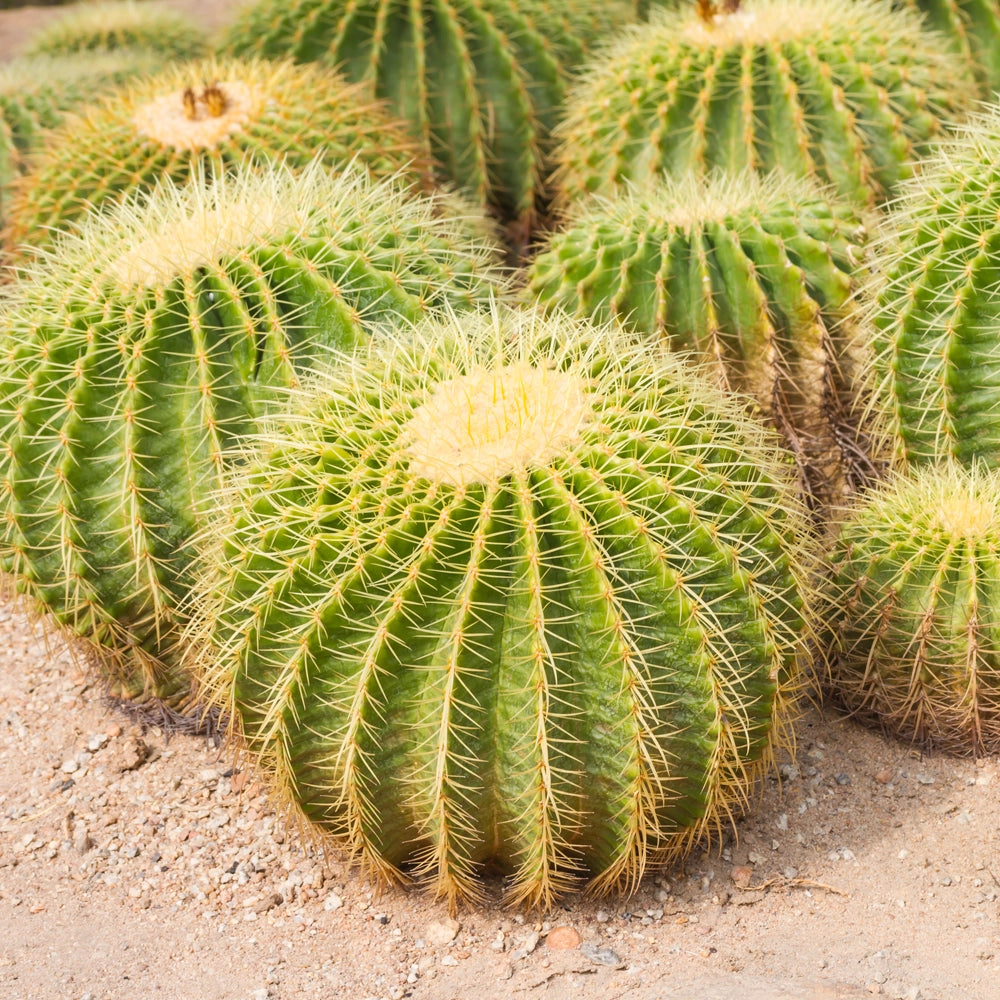 Cactus Golden Barrel Seeds