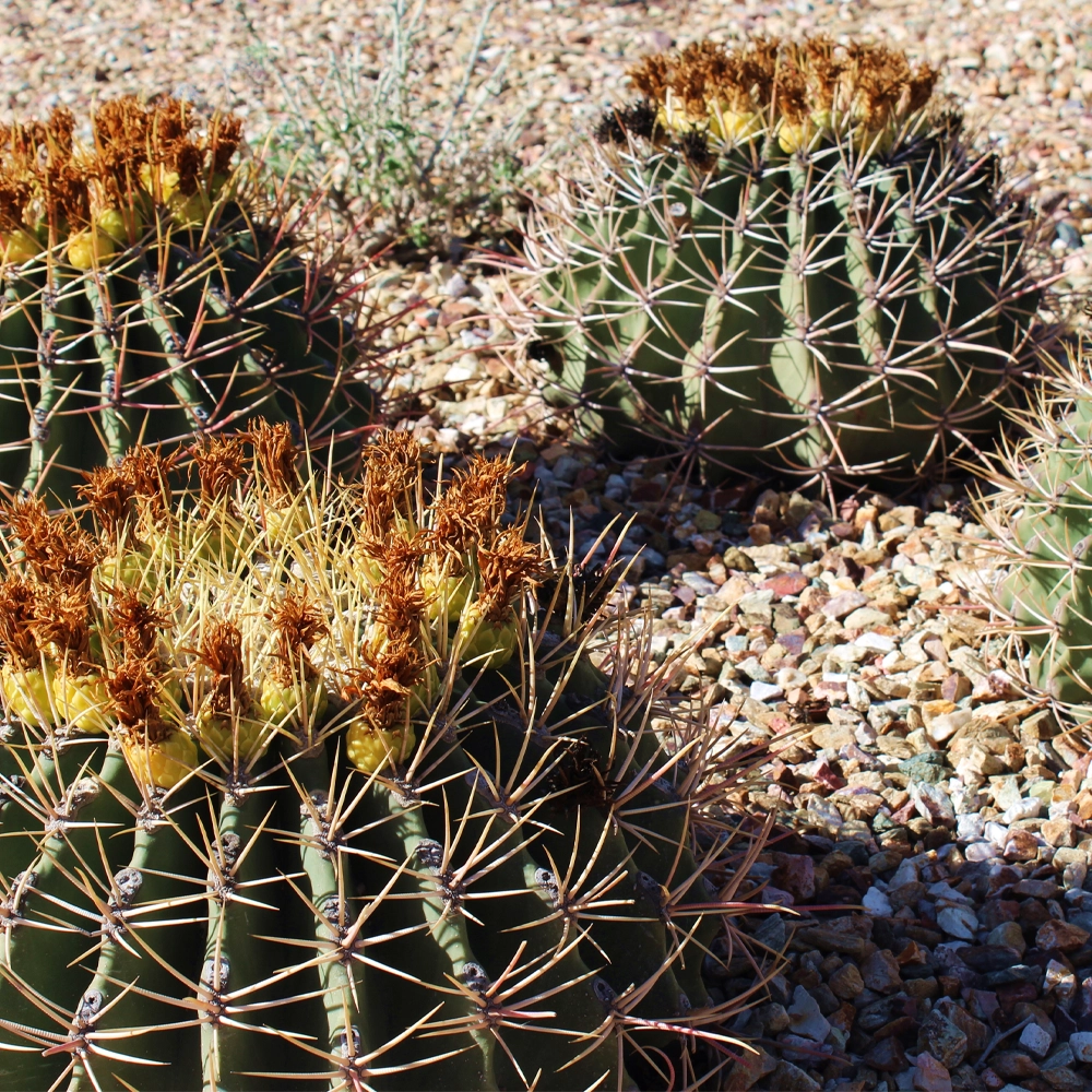 Cactus Solitary Barrel - Ferocactus Emoryi Seeds