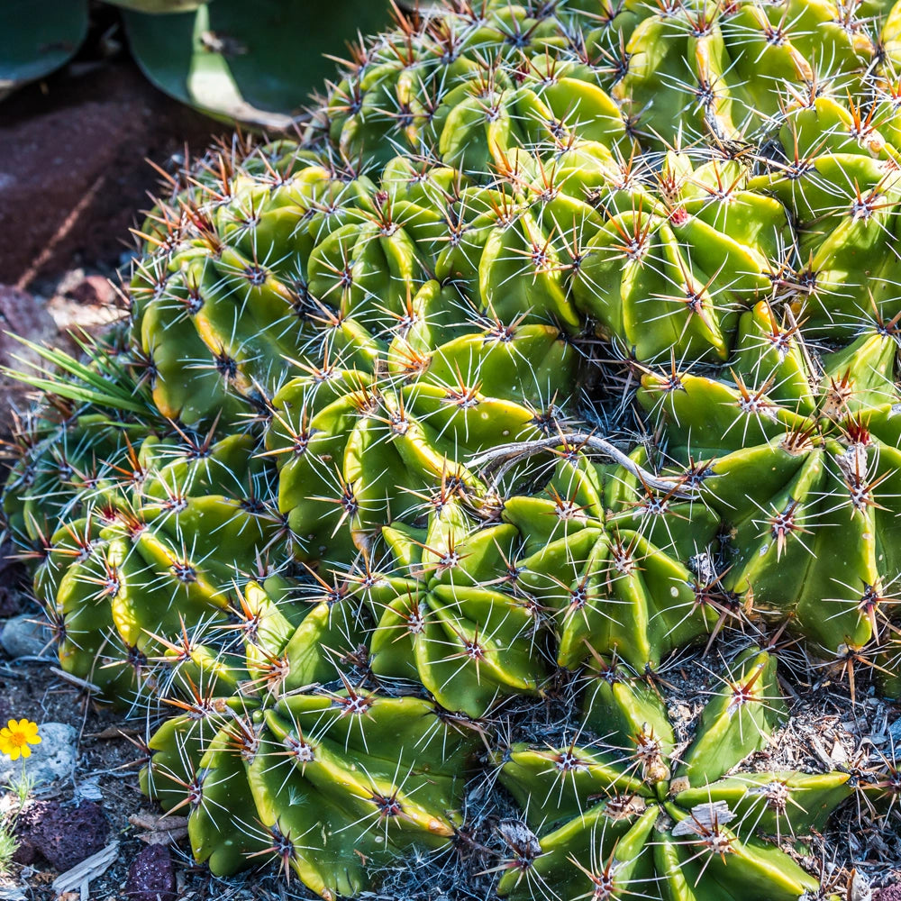 Cactus - Clumping Barrel - Ferocactus Robustus Seeds