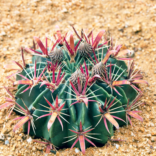 Cactus - Devils Tongue - Echinocactus Seeds