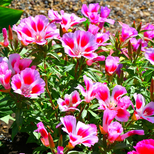 Godetia Dwarf Seed Mixture