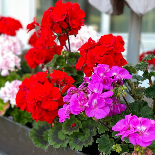 Geranium Colorama Seeds