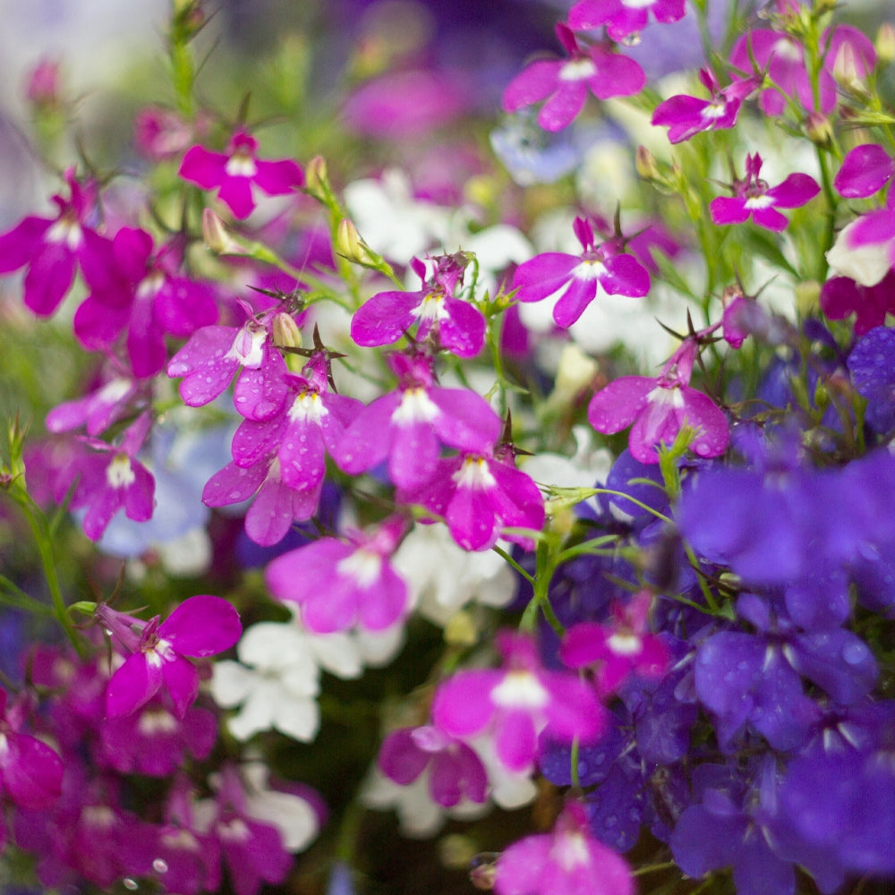 Lobelia Cascade Seed Mix