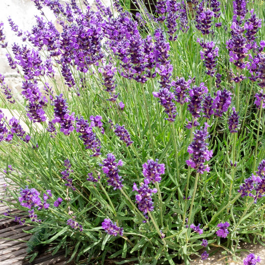 English Lavender Seeds