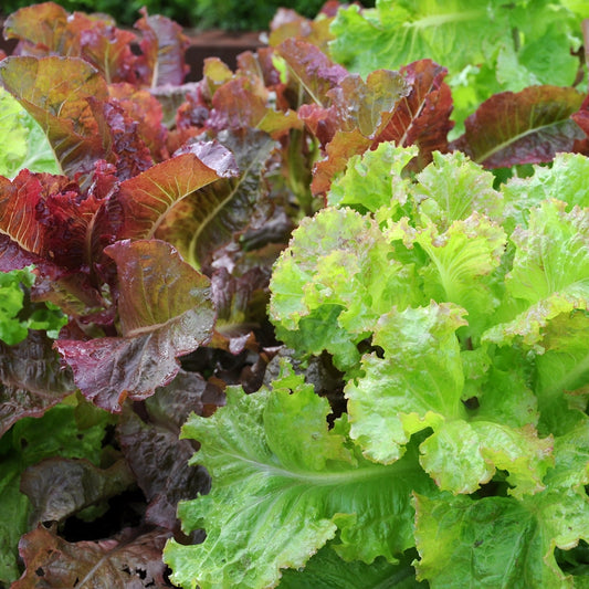 Lettuce Mix Red & Green Salad Bowl Seeds