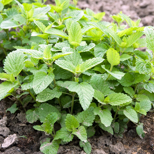 Lemon Balm Seeds