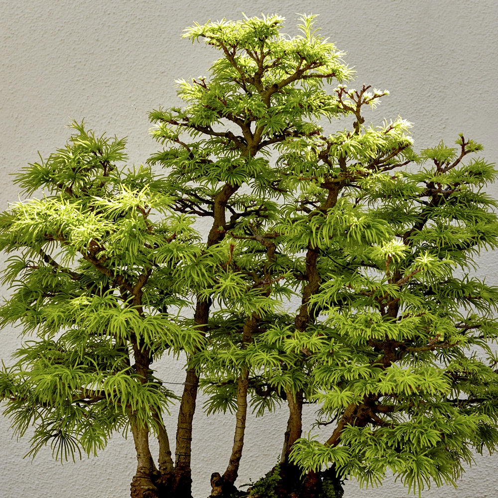 Larch Tree - Larix Leptolepis Seeds (ideal for bonsai)