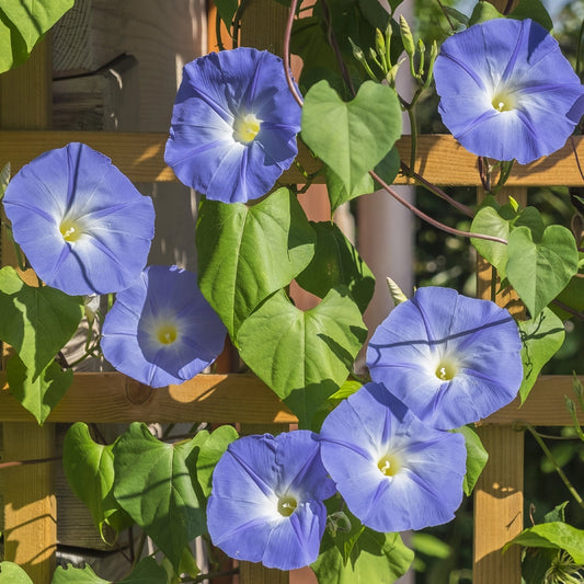 Morning Glory Heavenly Blue Seeds