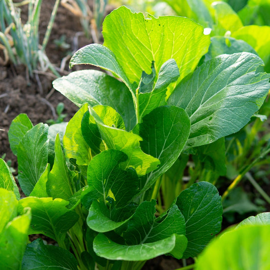 Mustard Greens Seeds