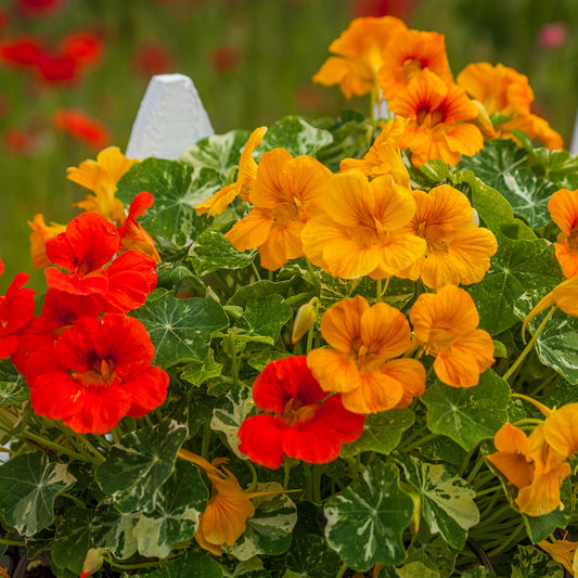 Nasturtium Tom Thumb Seed Mixture