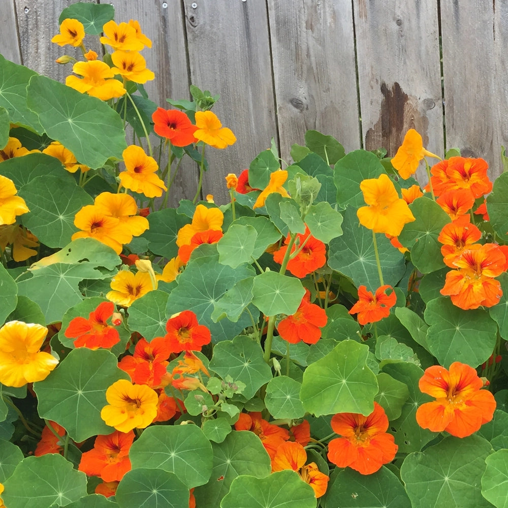 Nasturium Tutti Fruity Seed Mixture