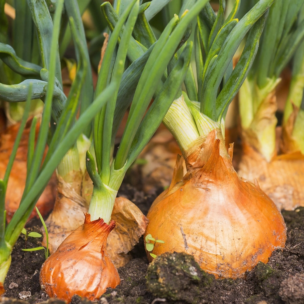 Onion Rijnsberger Seeds