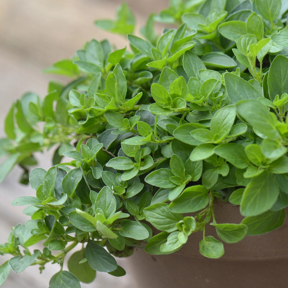 Oregano Seeds