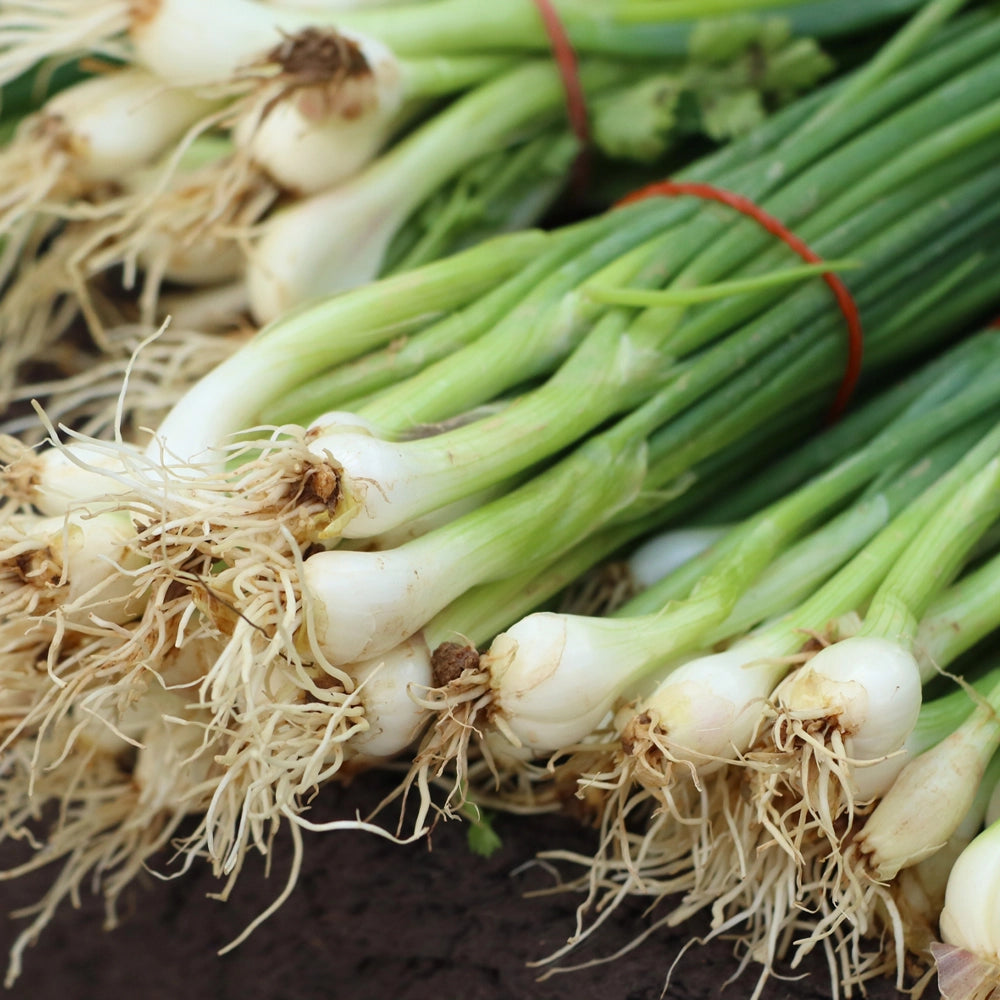 Onion Spring White Lisbon Seeds - Garden Direct