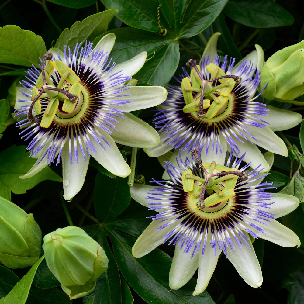 Passion Flower Coerulea Dark Blue Seeds