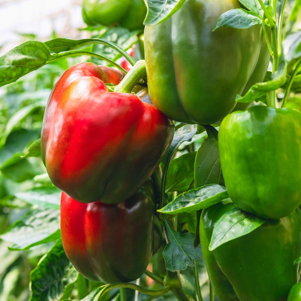 Sweet Pepper Traffic Light Seed Mix