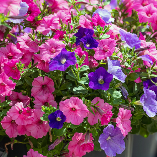 Petunia Super Compact Seed Mix