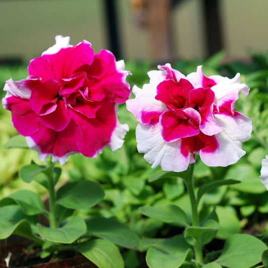 Petunia Double Frills Seeds