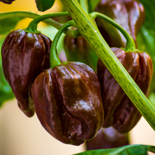 Paprika Chocolate