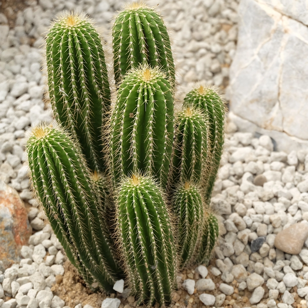 Cactus Mexican Giant - Pachycereus Seeds