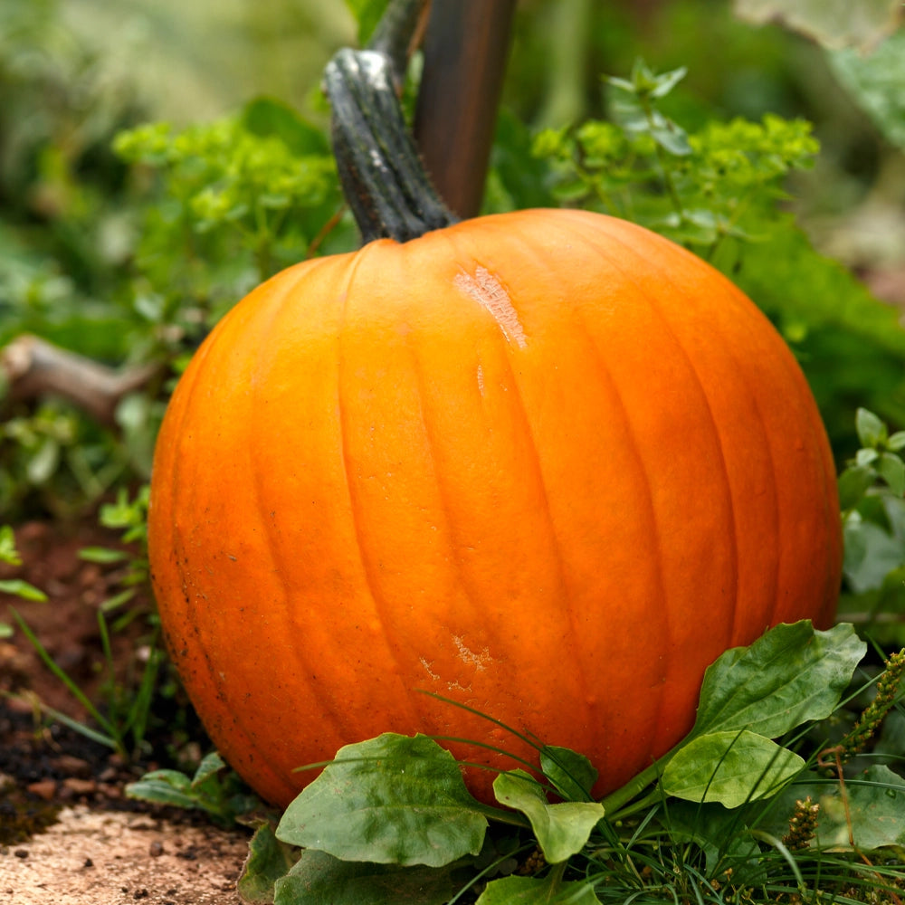 Pumpkin Jack O Lantern Seeds