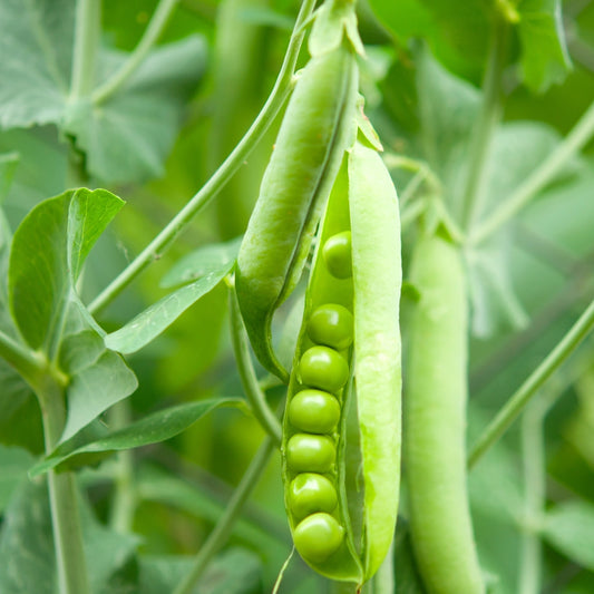 Pea Kermesse Seeds